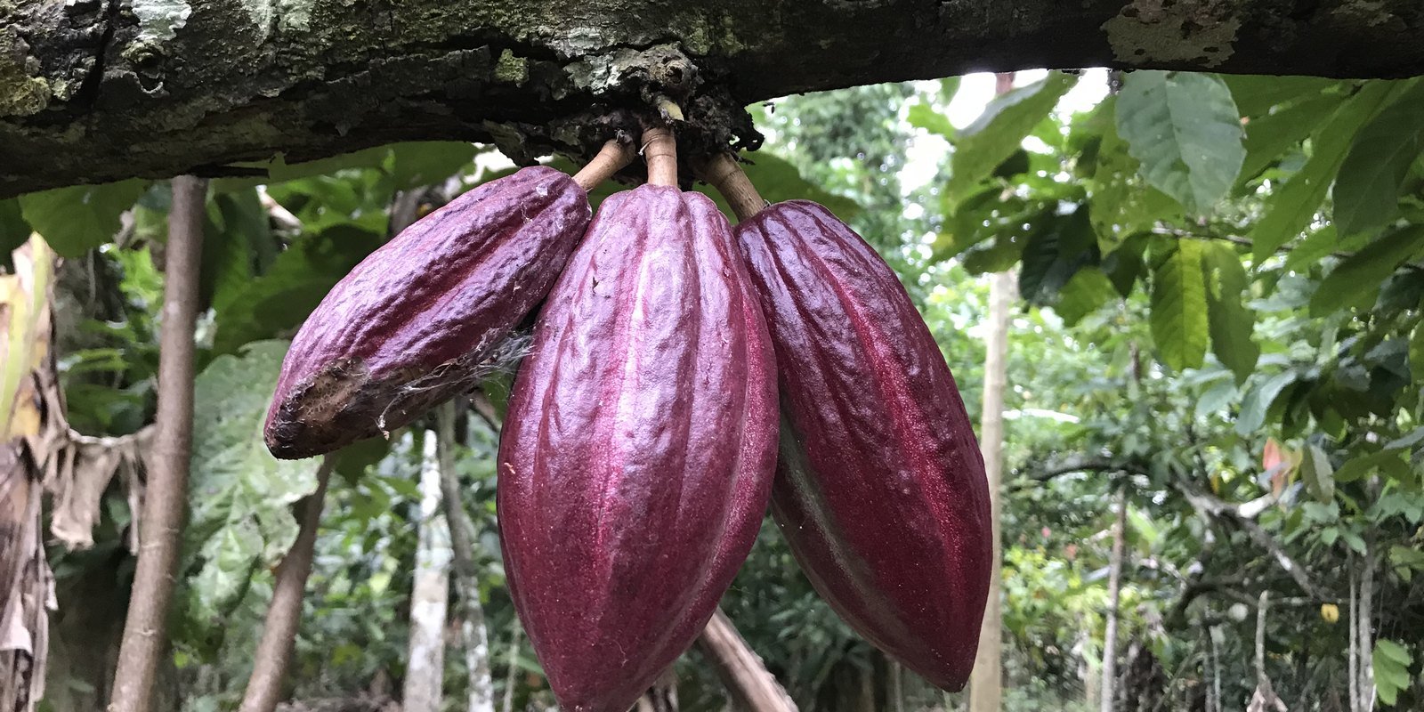 Purple cocoa pods hanging from a tree at Darling Wings Farm, Ghana