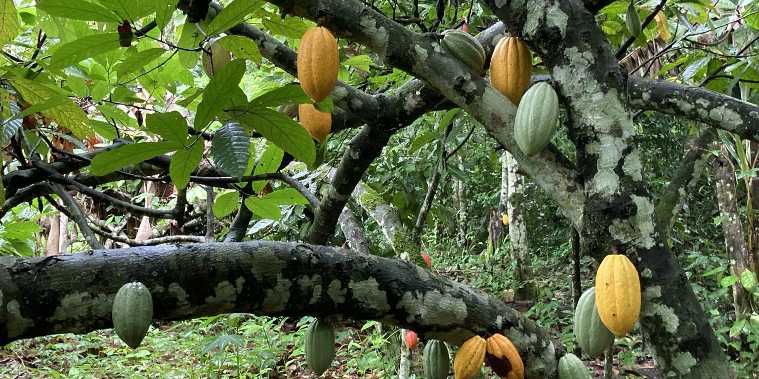 Cocoa trees across the farm in Ghana