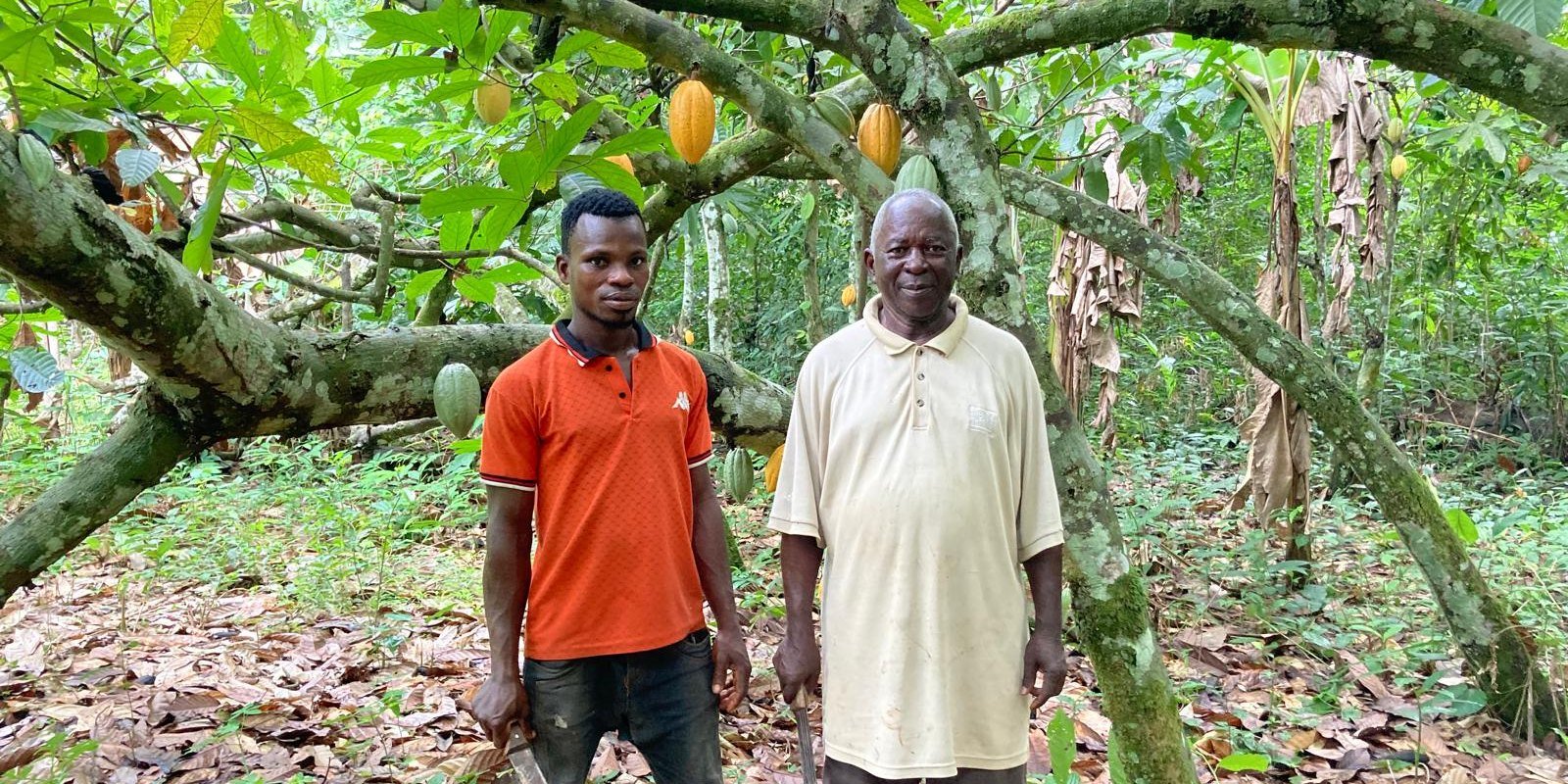 Two farmers among the cocoa trees at Darling Wings Farm, Ghana