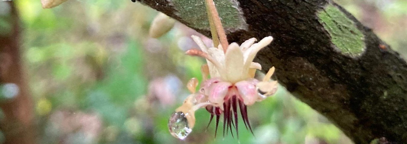 A cocoa flower in bloom on the trunk of a cocoa tree in Ghana